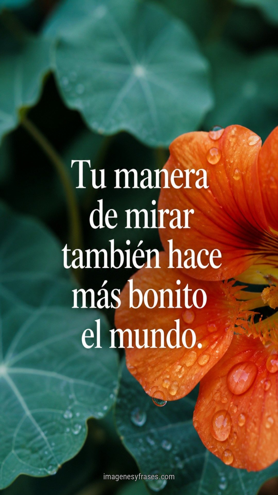 Flor anaranjada con gotas de lluvia frente a hojas verde azulado, con una frase sobre encontrar belleza desde la propia mirada.